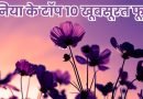 Beautiful Flowers, Easy Hindi Blogs