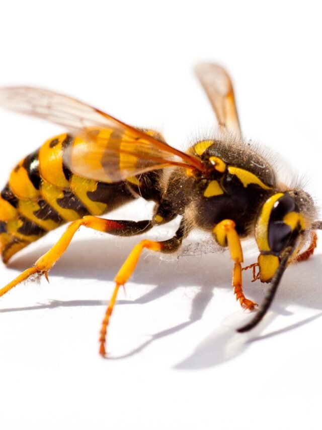 10 सबसे खतरनाक व जानलेवा कीड़े-मकोड़े जिनसे हमेशा दूरी बना कर रखें