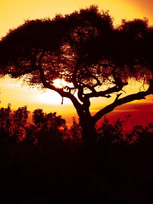 Facts About Africa : जानिए अफ्रीका से ये जुड़े रोचक तथ्य