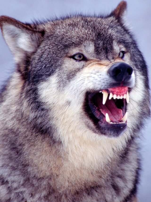 Facts About Wolf in Hindi – जानिए भेड़ियों के बारे में रोचक तथ्य